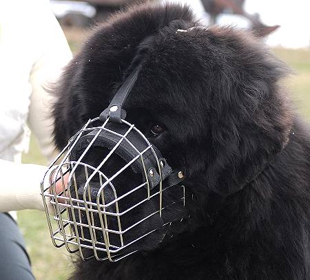 Newfoundland Muzzle - Wire Muzzle,Cage Muzzle,Basket Dog Muzzle For Newfoundland