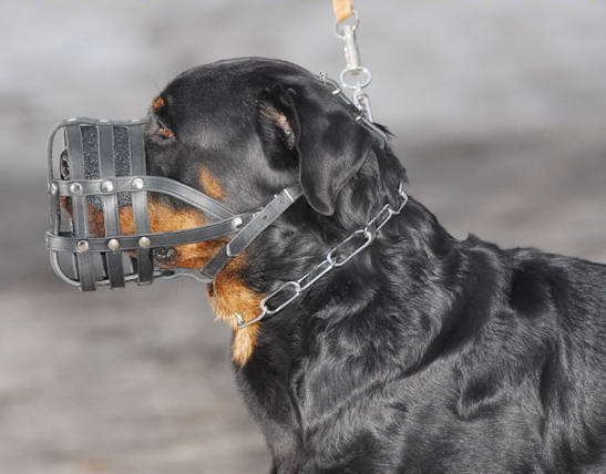 best muzzle for rottweiler