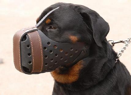 Agitation Police Dog Muzzle For Rottweiler Leather Muzzle M55 1062 Leather dog muzzle Dog muzzles Leather Dog Muzzles Wire Muzzles Basket Dog Muzzle Best dog muzzle padded muzzles Dog leashes