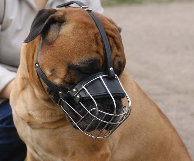 Bullmastiff muzzle on sale