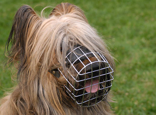 Briard Muzzle - Wire Muzzle,Cage Muzzle,Basket Dog Muzzle For Briard