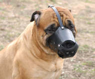 Leather Dog Muzzle for Bullmastiff-Not Latigo Muzzle
