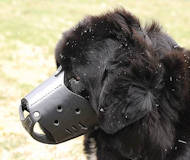 Leather Dog Muzzle for Newfoundland-Not Latigo Muzzle