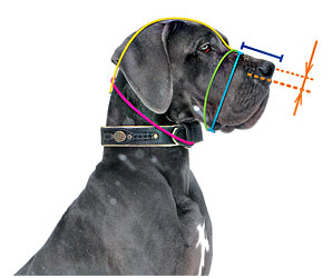 Correct measurements are the guarantee of your dog's comfort