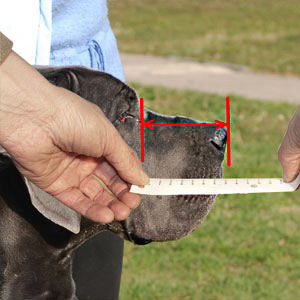 This picture will help you to measure your dog's snout