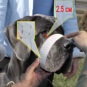 This is how to measure your beloved companion for good fit muzzle