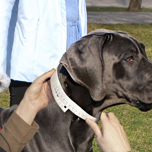 This will help you to measure your pet's neck circumference