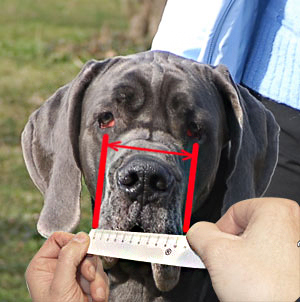 This will help you to choose the muzzle of a correct width