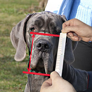 You can use this picture to know how to measure your pet for muzzle height