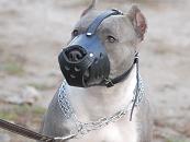 Leather Dog Muzzle for PitBull-Not Latigo Muzzle