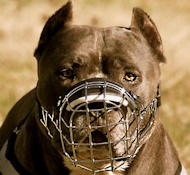 PitBull Muzzle Wire Muzzle Cage Muzzle Basket Dog Muzzle For PitBull M9 1062 Pitbull dog muzzle Dog muzzles Leather Dog Muzzles Wire Muzzles Basket Dog Muzzle Best dog muzzle padded muzzles Dog leashe...
