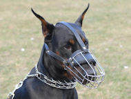 Doberman dog muzzle