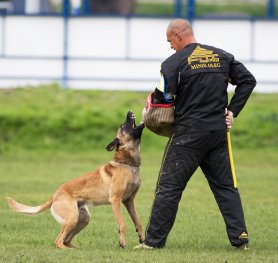 Selection and Training a Dog for Schutzhund